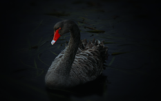 Double Black Swan Looms Over Insurance Industry